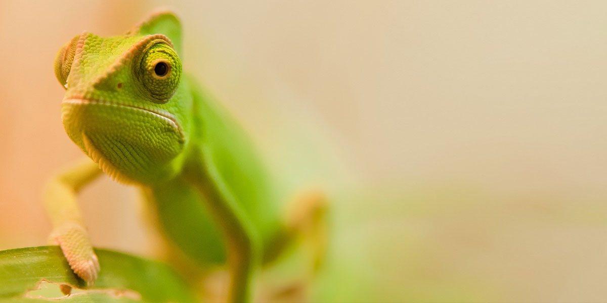 Chameleons-Reptiles-l.jpg