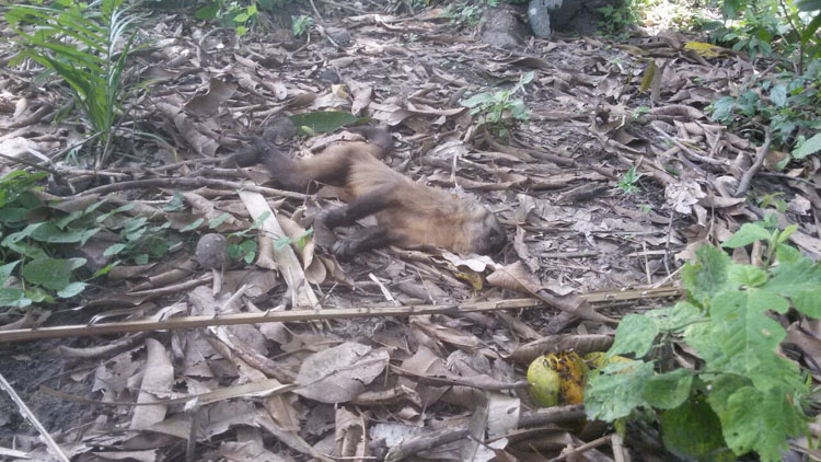 Morre agricultor mordido por macaco no Piauí e com suspeita de raiva 