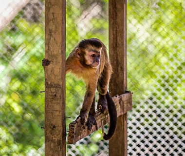 Morre agricultor mordido por macaco no Piauí e com suspeita de raiva 