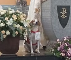 Johnny, cachorro que se tornou 'cãoroinha' de igreja após ser adotado por padre; leia mais