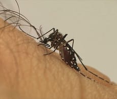 Brasil já atinge marca de 2.000 mortes por dengue só em 2024