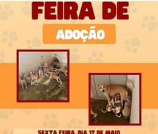 Feirinha de adoção de cães será realizada em Picos nesta sexta