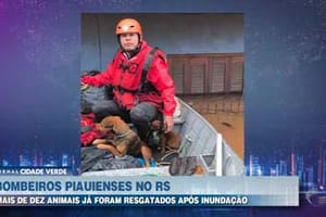 Mais de 10 animais já foram resgatados por bombeiros piauienses após inundação no RS