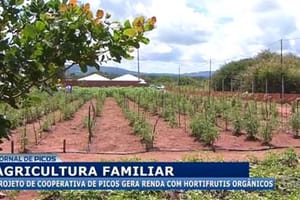 Agricultara familiar: projeto de cooperativa de Picos gera renda com hortifrutis orgânicos