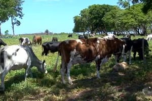 Piauí encerra vacinação contra febre aftosa dia 30 de abril