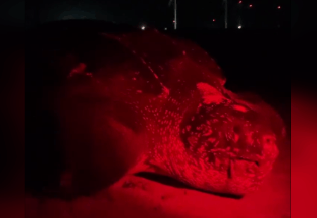 Tartaruga gigante criticamente ameaçada de extinção é vista na Pedra do Sal 