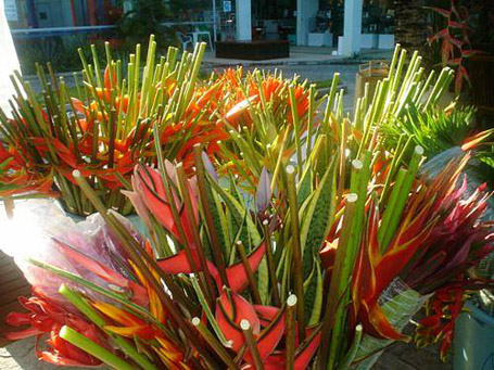 Comércio de flores tropicais esquenta economia teresinense - Cidadeverde.com
